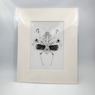 "Spread Mantis" 6"x9" matted to 8"x10" Original